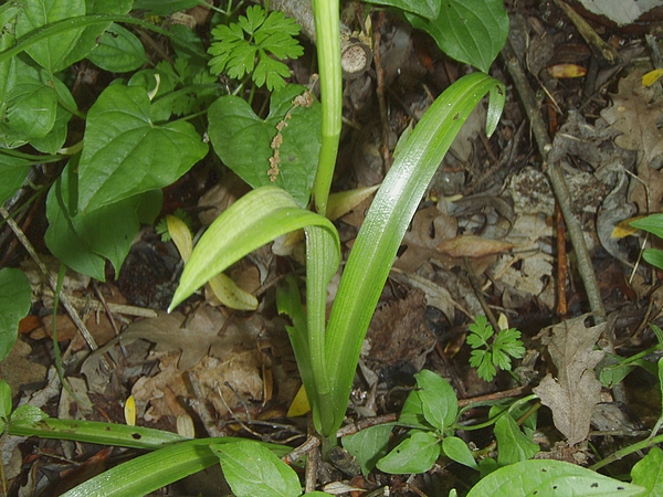 Anacamptis pyramidalis, Ophrys apifera, Orchis coriophora